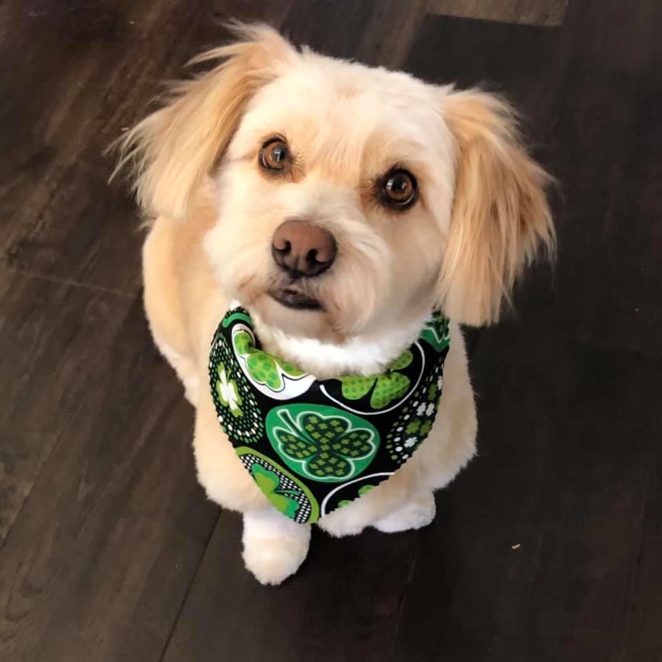 Readers pet photos